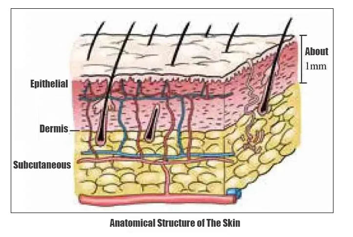 Anatomical structure of the skin